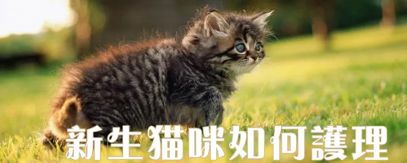 新生猫咪如何护理