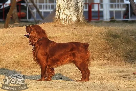 田野小猎犬牙齿怎么清洁 田野小猎犬口腔护理流程1