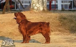 田野小猎犬牙齿怎么清洁 田野小猎犬口腔护理流程