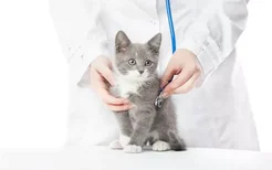 猫咪打了疫苗没有产生抗体 是疫苗失效了吗
