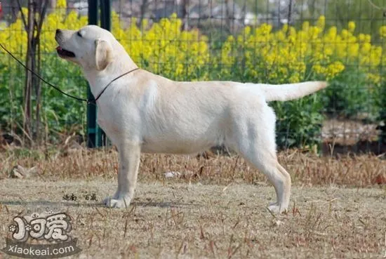 怎么训练卡南犬卧倒 卡南犬听口令卧倒训练方法