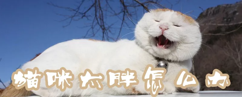 猫咪太胖怎么办