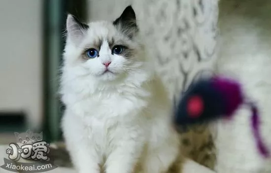 怎么训练布偶猫与人相处 你家布偶猫也可以很黏人