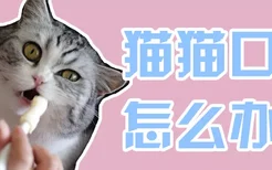 猫猫口臭怎么办