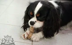 骑士查理王小猎犬肠胃炎症状及治疗方法