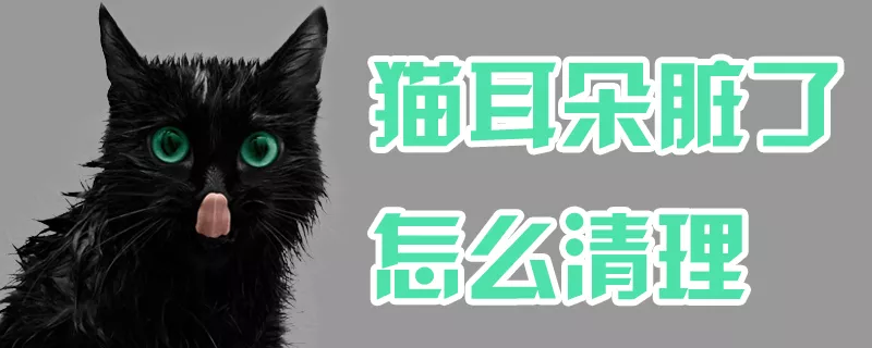 猫耳朵脏了怎么清理