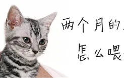 两个月的猫猫怎么喂养