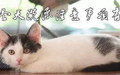 小猫冬天洗澡注意事项有哪些