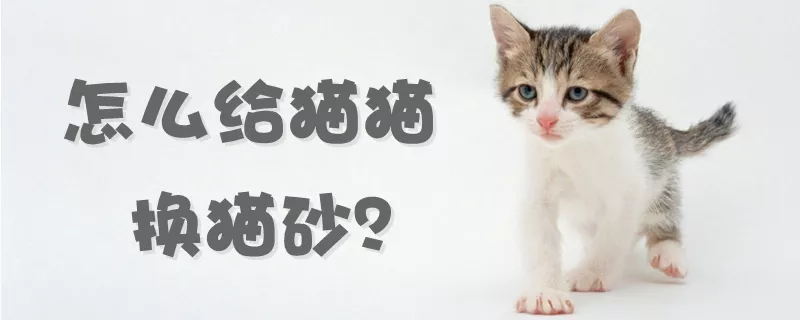 怎么给猫猫换猫砂