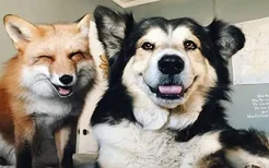 爱笑狐狸与狗狗同吃同住，是把自己当成狗狗了吧！