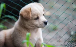 德牧幼犬吃什么牌子狗粮好点