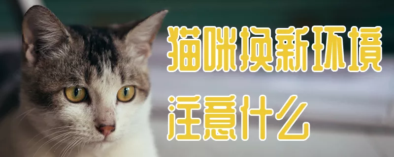 猫咪换新环境注意什么