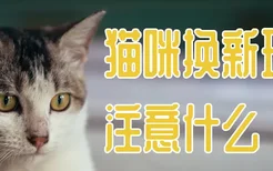 猫咪换新环境注意什么