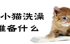 给小猫洗澡准备什么