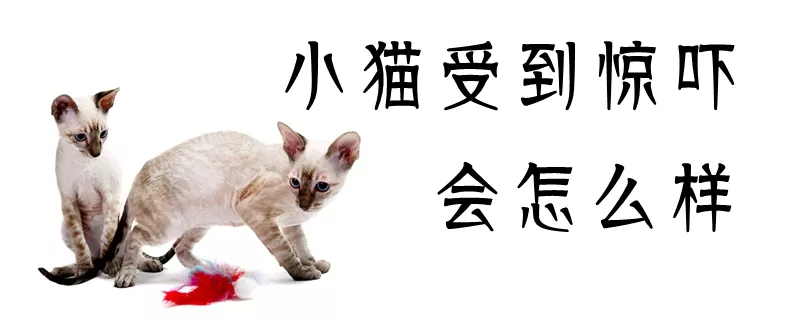 小猫受到惊吓会怎么样