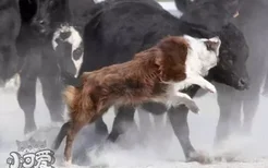 怎么训练澳大利亚牧牛犬用餐习惯