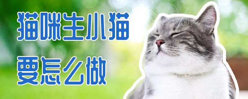 猫咪生小猫要怎么做