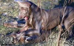 威玛猎犬发烧怎么治疗 威玛猎犬发烧处理方法