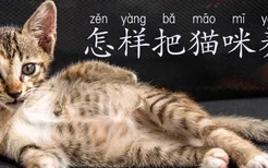 怎样把猫咪养肥