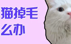 养猫掉毛怎么办