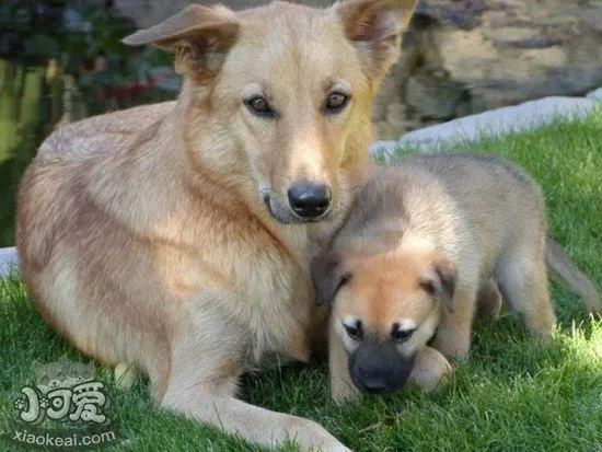 奇努克犬怎么训练躺下 奇努克犬躺下训练方法1