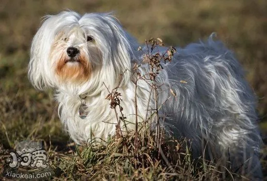 哈瓦那犬患皮肤病怎么治 哈瓦那犬皮肤病治疗方法1