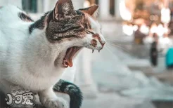 猫会得牙结石吗 猫咪得牙结石有什么危害