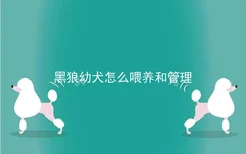 黑狼幼犬怎么喂养和管理