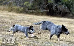 澳洲牧牛犬性格如何 澳大利亚牧牛犬性格介绍
