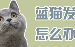 蓝猫发情怎么办