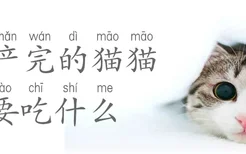 生产完的猫猫要吃什么