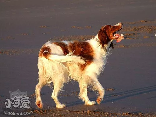 怎么训练爱尔兰红白雪达犬睡狗窝