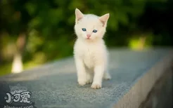 猫长大后眼睛颜色为什么会改变 猫眼睛变色的原因