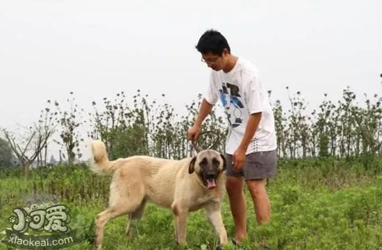 安纳托利亚牧羊犬爱咬东西怎么纠正 坏习惯纠正方法