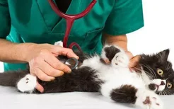 猫咪为什么会肝衰竭 猫咪肝衰竭病因分析
