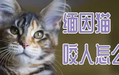 缅因猫咬人怎么办