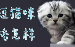 美短猫咪性格怎样