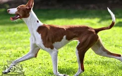 伊比赞猎犬叼东西怎么训练 伊比赞猎犬捡东西训练教程