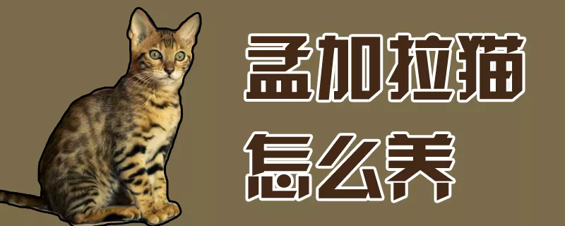 孟加拉猫怎么养