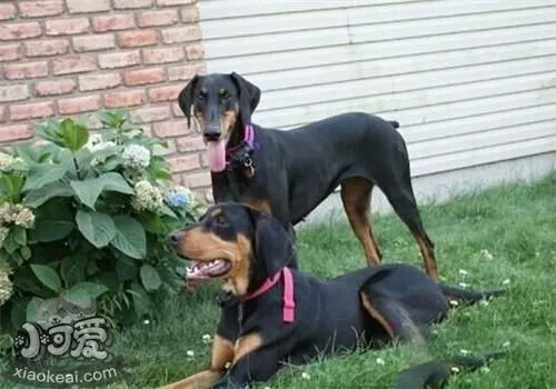 黑褐猎浣熊犬吃什么水果 夏日水果推荐