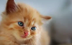 黄白猫和橘猫区别 搞清楚橘猫可不是一个品种!