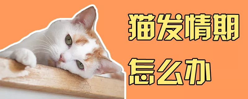 猫发情期怎么办