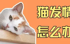 猫发情期怎么办