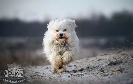 哈瓦那犬站立怎么教 哈瓦那犬站立训练教程1