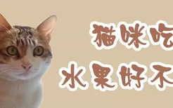 猫咪吃水果好不好