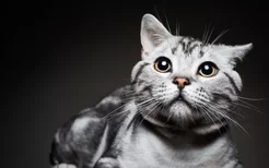 猫咪必须要吃营养膏么 身体正常不需要特别补充！