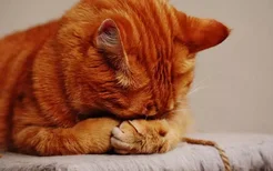 橘猫凶怎么治 猫太凶的原因你知道吗