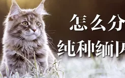 怎么分辨纯种缅因猫