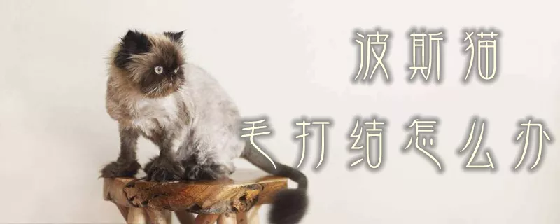 波斯猫毛打结怎么办