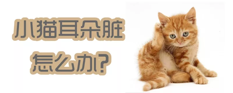 小猫耳朵脏怎么办